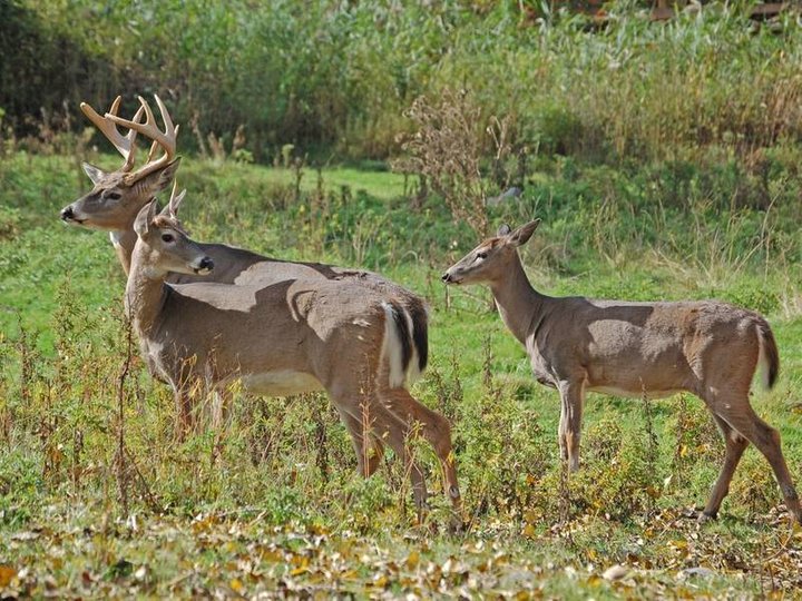Car Vs Deer Crashes In MD Spike As Mating Season Arrives